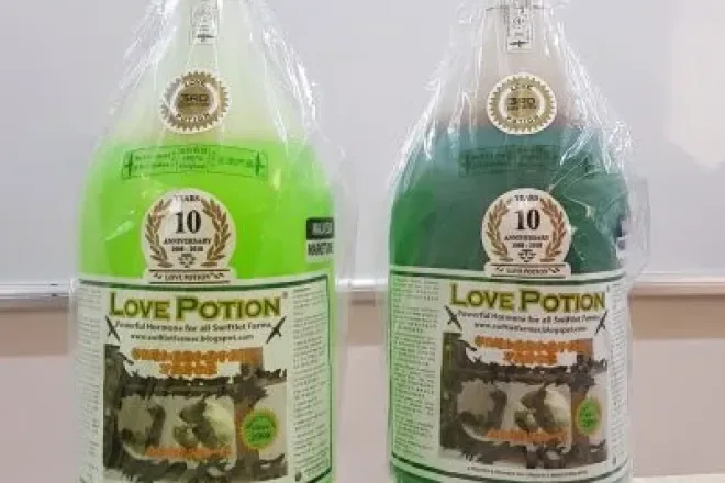 LOVE POTION – Dung dịch kích thích kết đôi